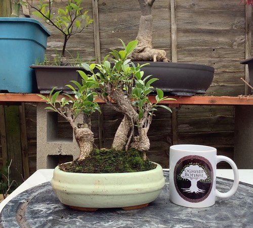 Ficus microcarpa banyan fig - -,