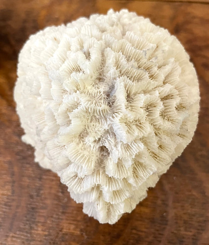 Skeleton brain coral - skeleton,