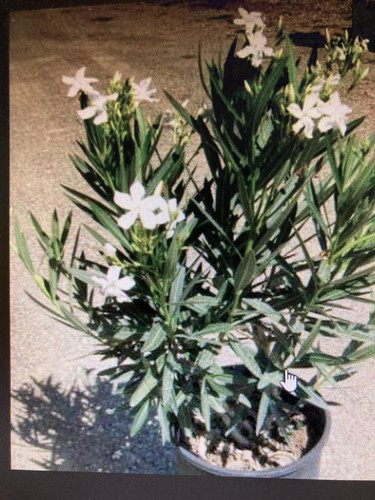 Oleander white well - ,