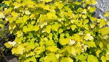 Physocarpus 'Darts Gold'. Yello leaved shrub for beds and borders organic potted