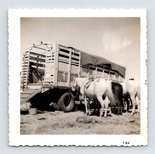 King bros circus - circus, photo