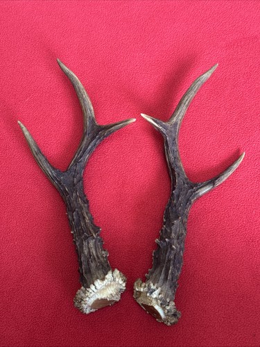 Pair roe deer - deer, antlers
