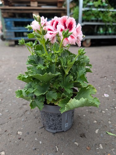 Pink pelargonium plant 12cm - pink,