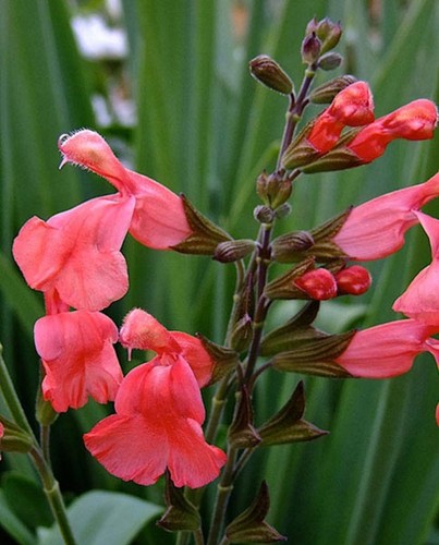 Salvia peach cobbler hardy - ,