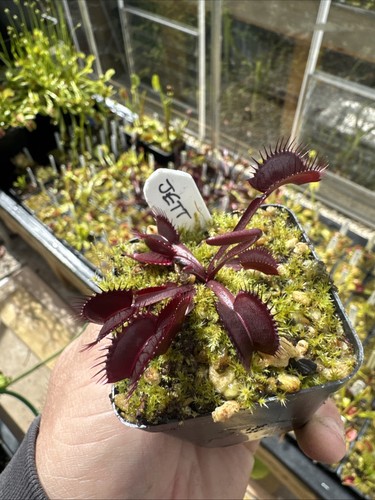 Dionaea muscipula venus fly - dionaea,