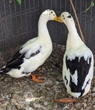 Assorted duck fertile - 12+,