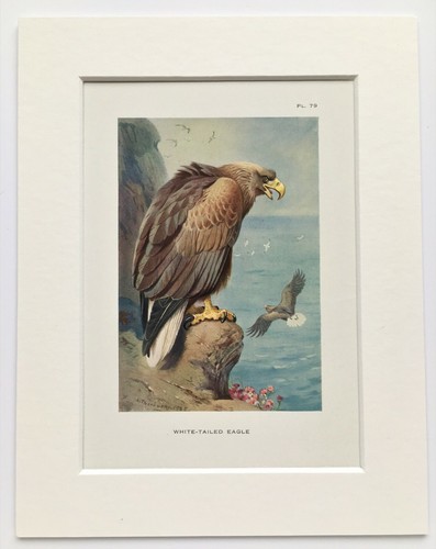 Archibald thorburn sea eagle - thorburn,
