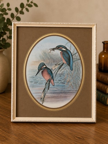 Framed kingfisher bird print - framed,