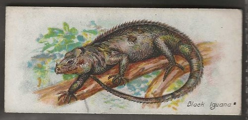 Players wild animals the - animals,