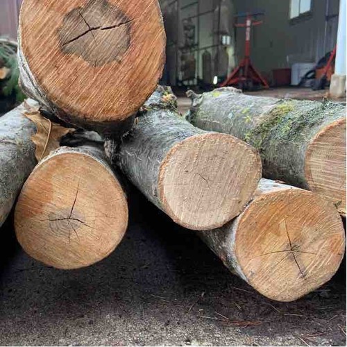 100cm fresh hardwood mushroom - 100cm,