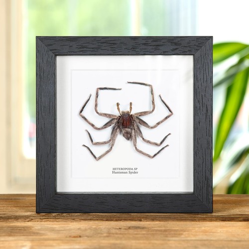 Taxidermy huntsman spiders - taxidermy,