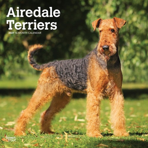 Airedale terriers 2027 - airedale,