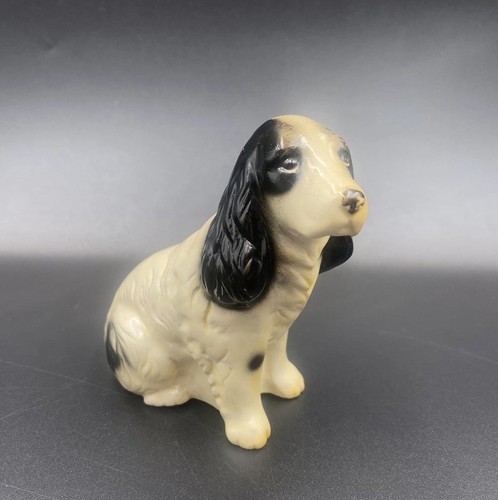 Black and white spaniel dog - white,