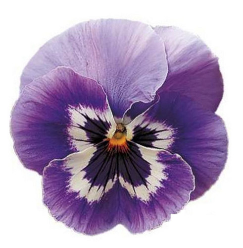 Winter flowering pansy - winter,