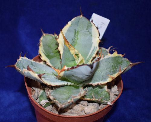 Rare variegated agave titanota - variegated,