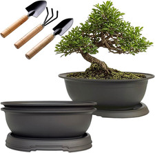 3 Pack Oval Bonsai Pot with