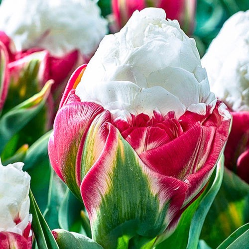 Ice cream tulips bulbs - ice,