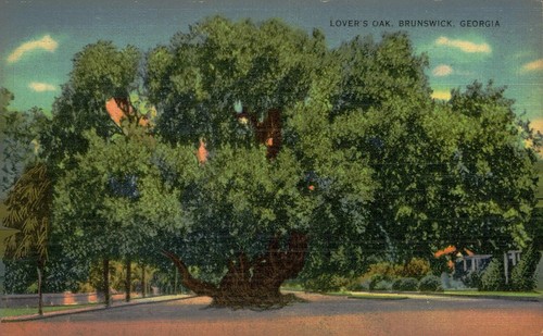Lover oak tree c1910 - lover's,