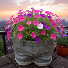 Shorts Shape Planter 16cm