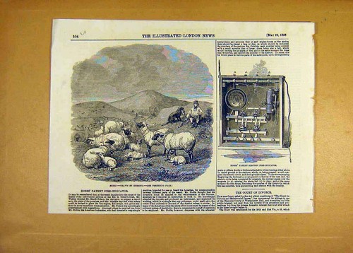 Old antique print sheep - antique,