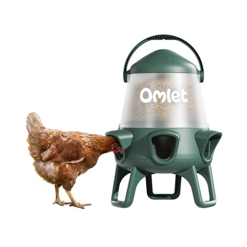 Omlet waste chicken - omlet,
