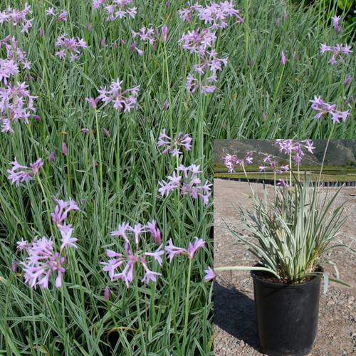 Tulbaghia violacea silver lace - tulbaghia,