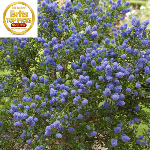 Californian lilac ceanothus - lilac,