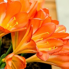 Clivia Miniata Indoor Plant in