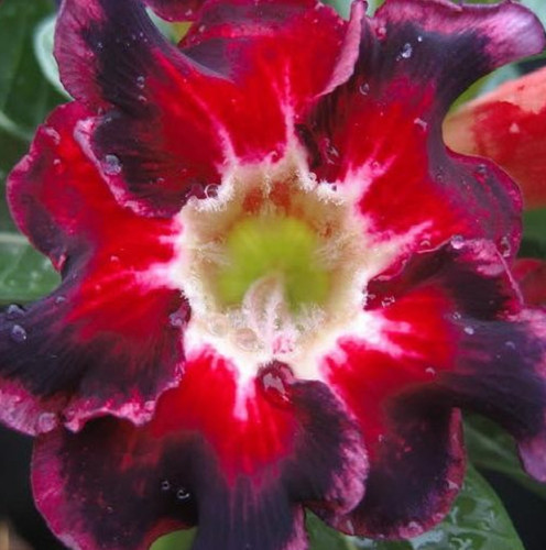 Black santa germinated - santa,