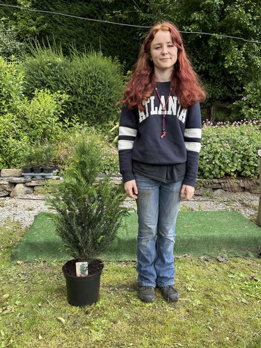 British yew - , vaccata