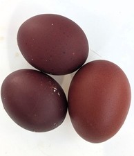6x Black Copper Marans Chicken