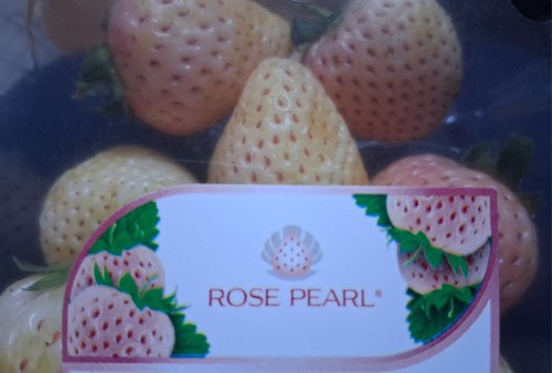 100 white strawberry - x,