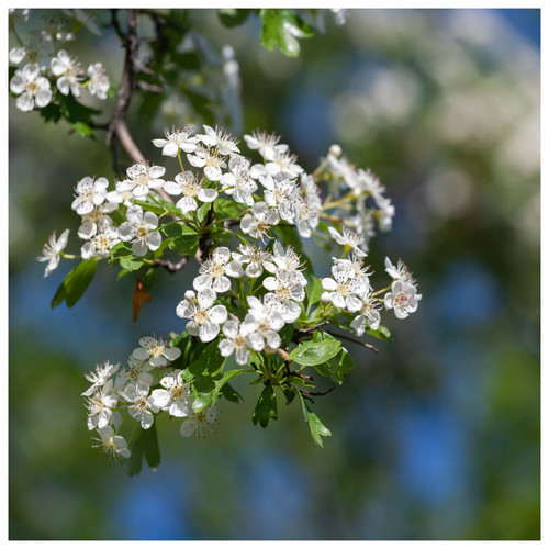 Hawthorn hedging - hawthorn,