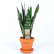 Sansevieria Black Coral Snake