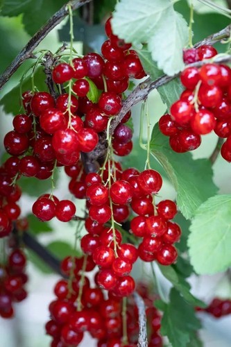 Ltr pot size red currant - size,