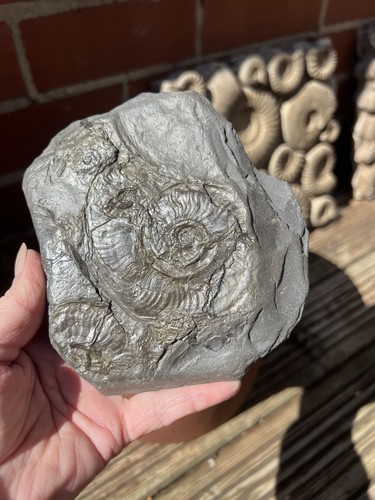 Ammonite trace fossil - ammonite,