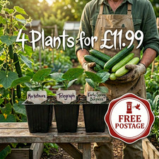 4x Cucumber Plug Plants -