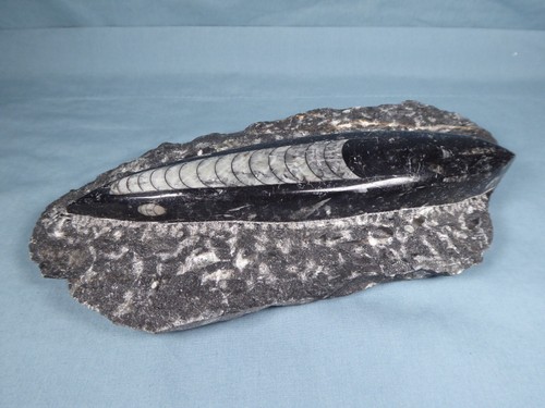 Polished black orthoceras - polished,
