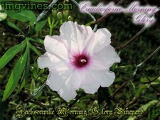 Caudiciform Morning Glory Ipomoea Platensis Evening Glory 5 Qty