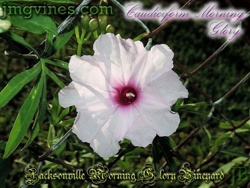 Caudiciform morning glory - caudiciform,