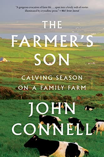 The farmer son calving - the,