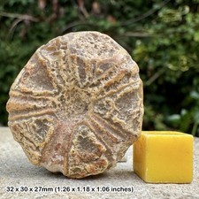 Fossil Sea Urchin Conulus in