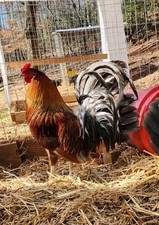 GT FARM|| Dozen Fertilized