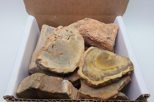 Petrified wood rough - wood, lb