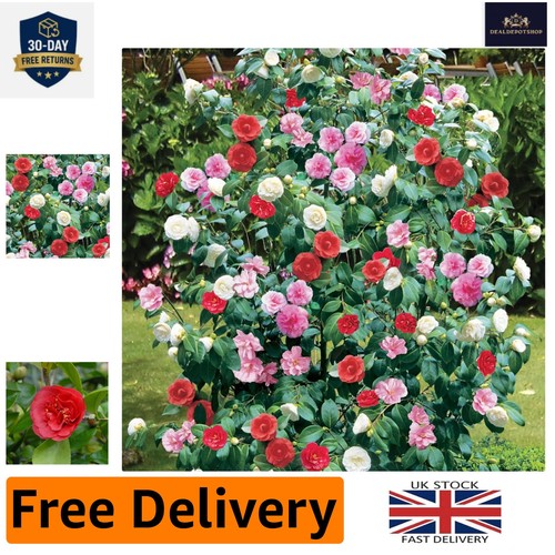 12cm camellia tricolour plant - camellia,