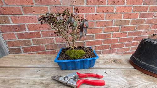 Lodense privet pre bonsai - lodense,
