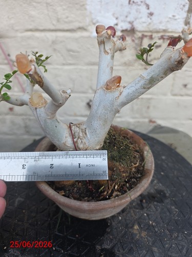 Exquisite ash bonsai mature - bonsai,