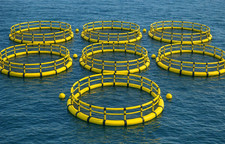 Invest in a Seaweed Farming
