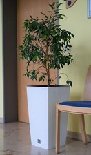 2 x Tall Plant Pots Insert 23