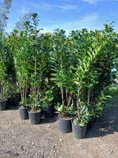Laurel Hedging Plants Evergreen Amazing Quality 180cm 20L Pots X4 Plants 